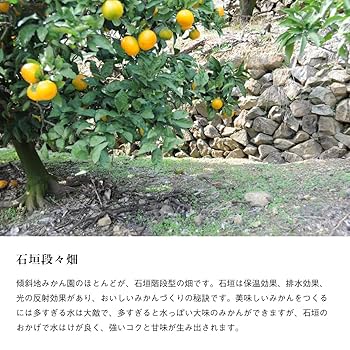 みかん 小玉 10kg 約120個入 果物 甘い ミカン S 訳ありではない みかん 小玉 10kg 約120個入 果物 甘い ミカン S 訳ありではない